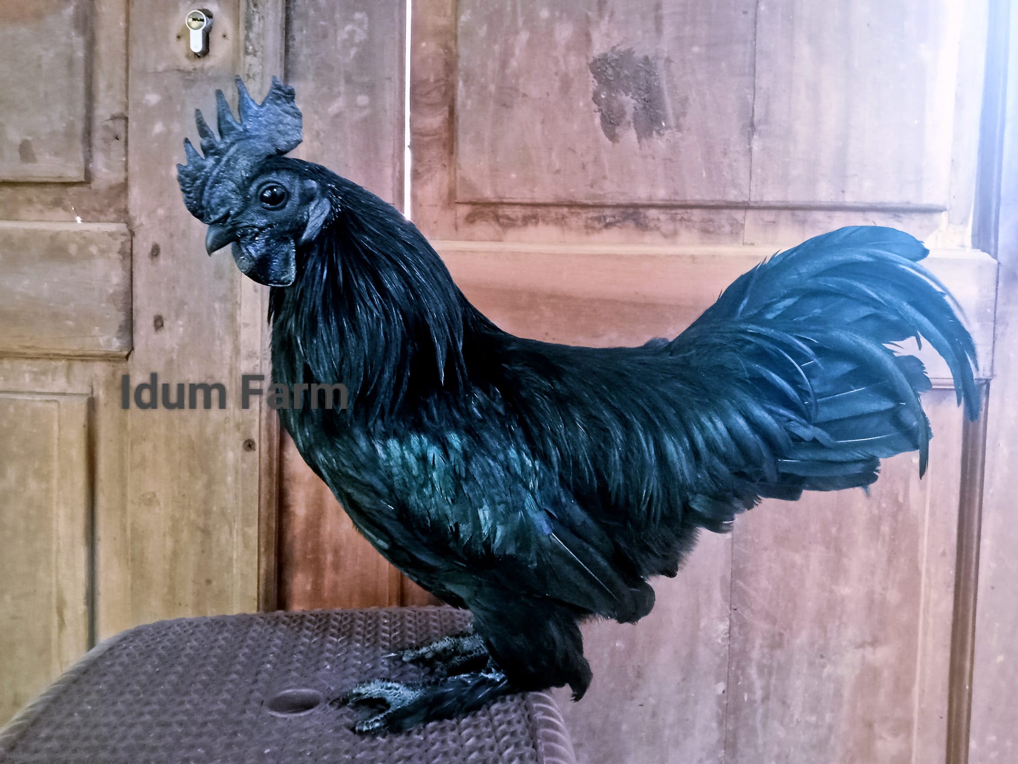 Idum Farm 