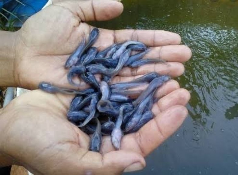 Penjualan ikan lele 