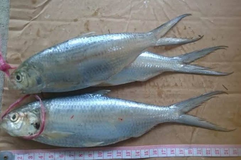 Penjualan Ikan Terubuk 