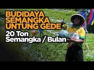 PETANI MILENIAL SLEMAN