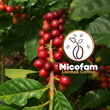 Micofam Lombok Coffee 