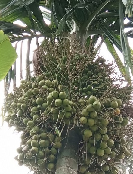 pinang muda 
