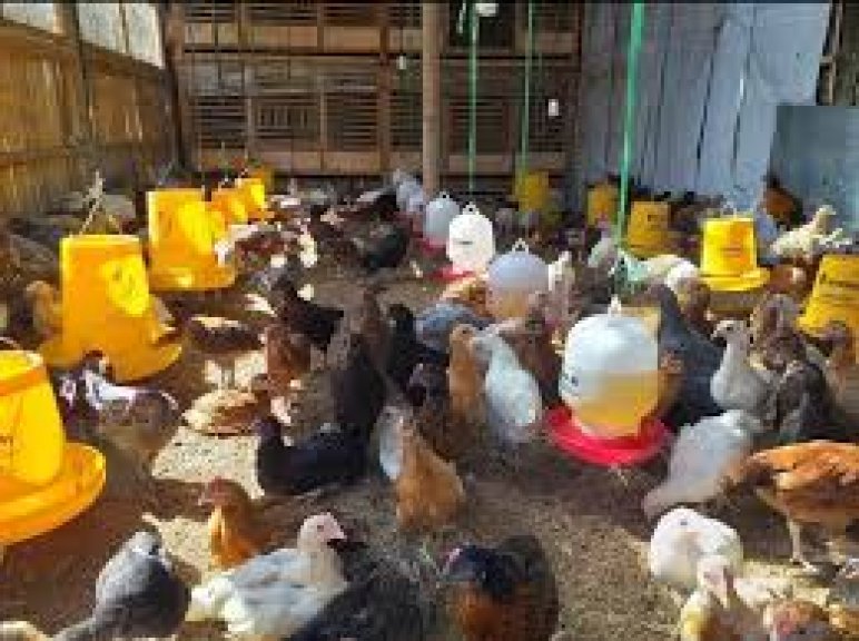 Peternakan ayam Wan Suhendar 