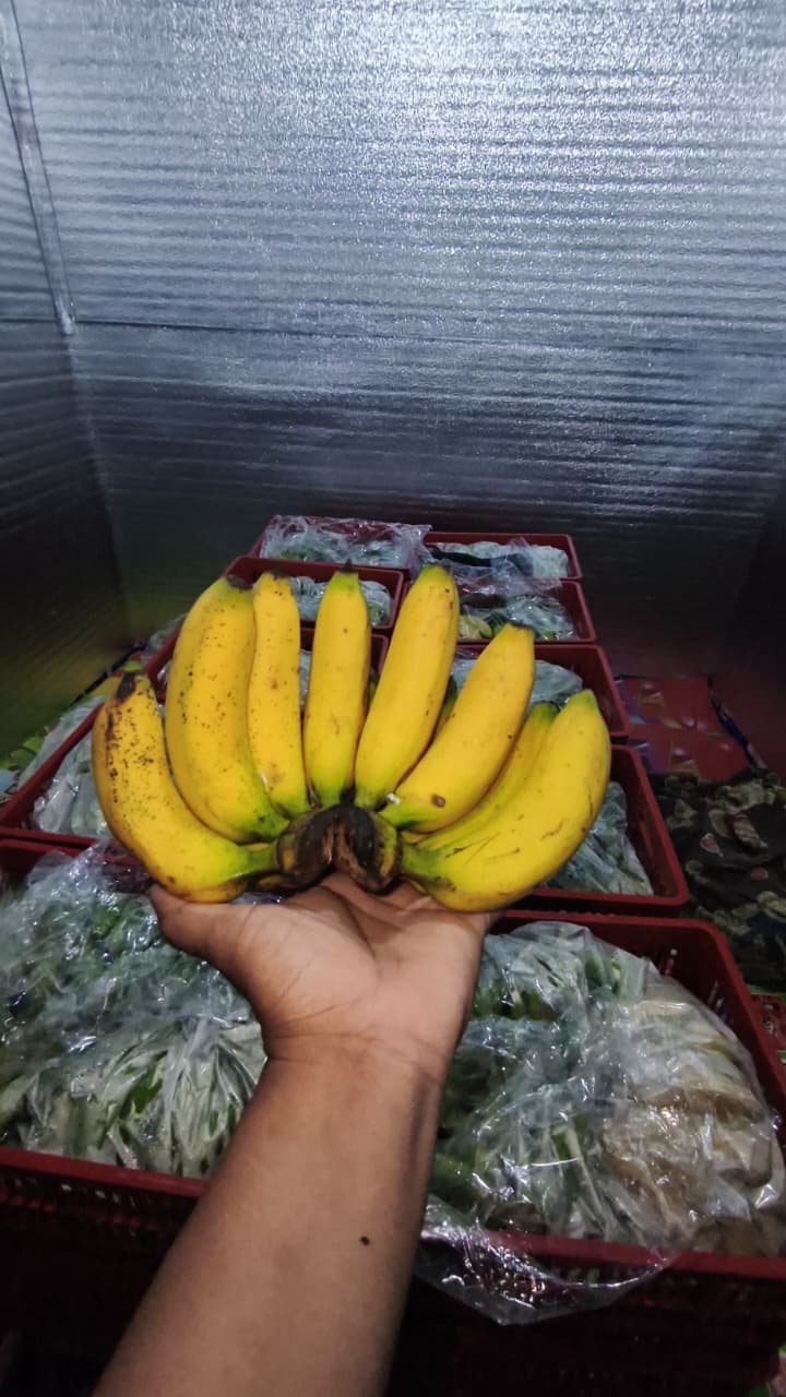Bibit Pisang Cavendish