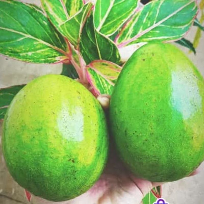 Alpukat Mentega