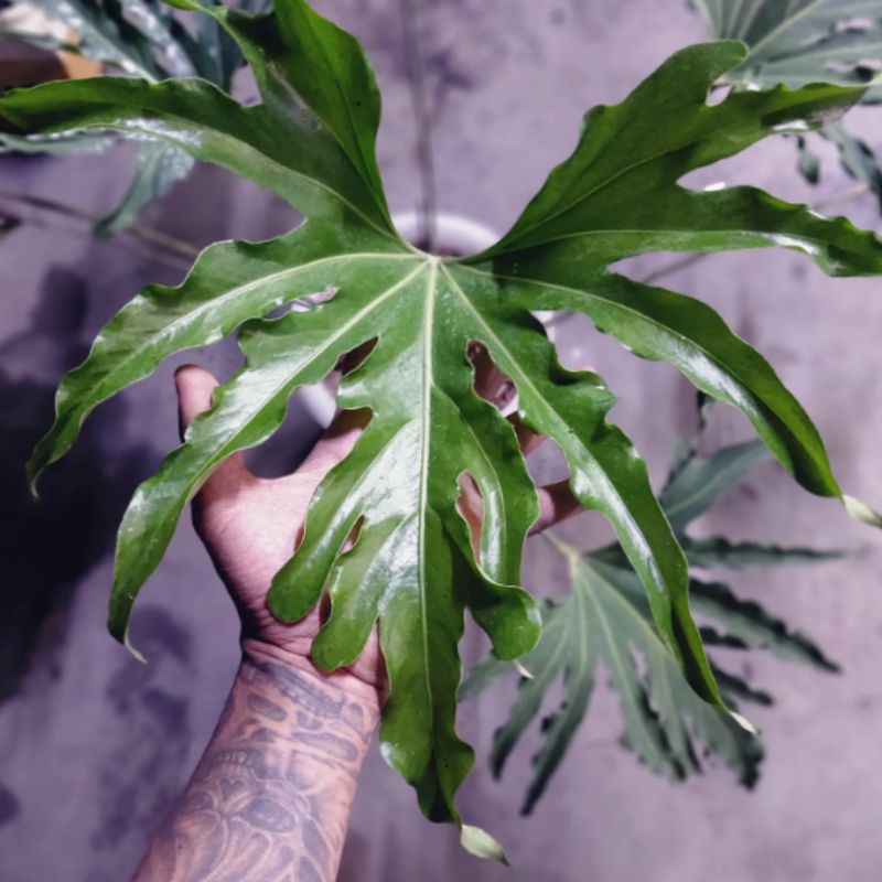 Anthurium podophyllum