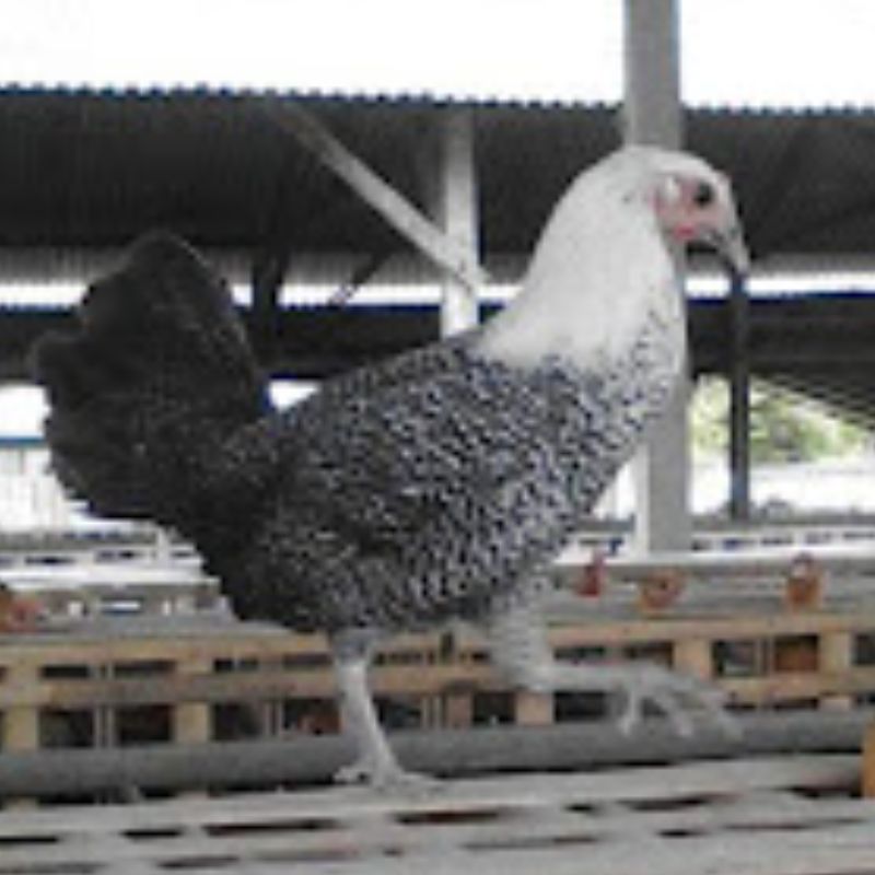 Ayam Arab