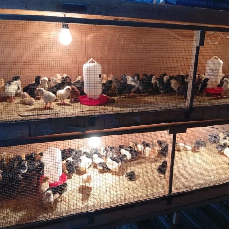 Ayam KST ( Kampung Sedulur Ternak )