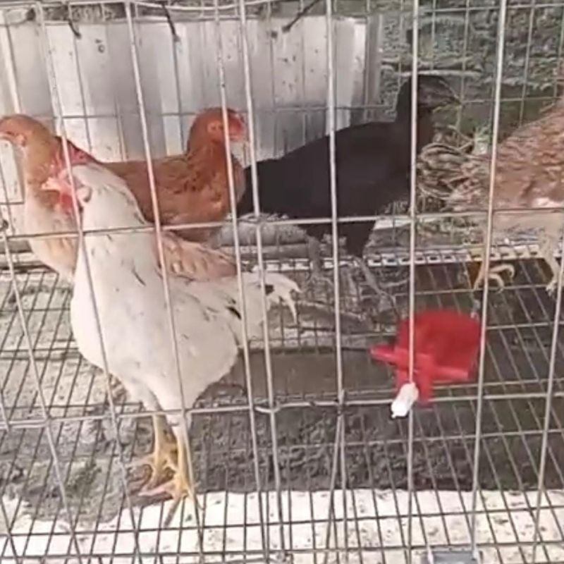 Ayam Kuntara 4