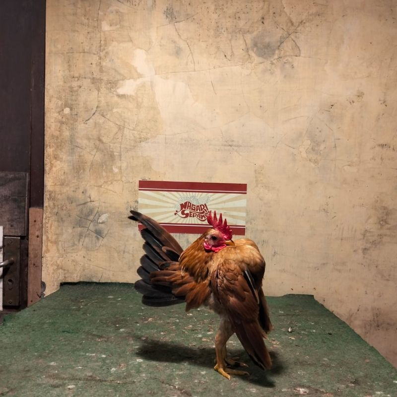 Ayam serama