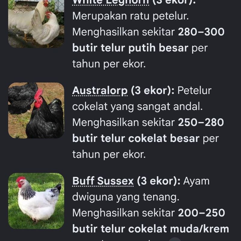 Ayam White Leghorn - Australorp - Buff Sussex