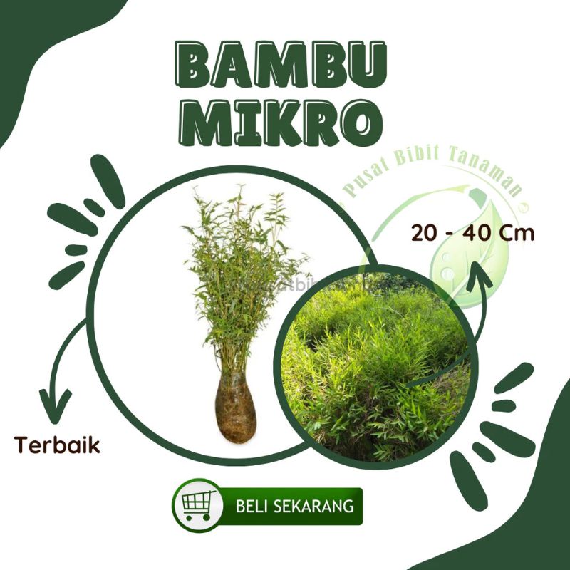 Bambu kuning mikro