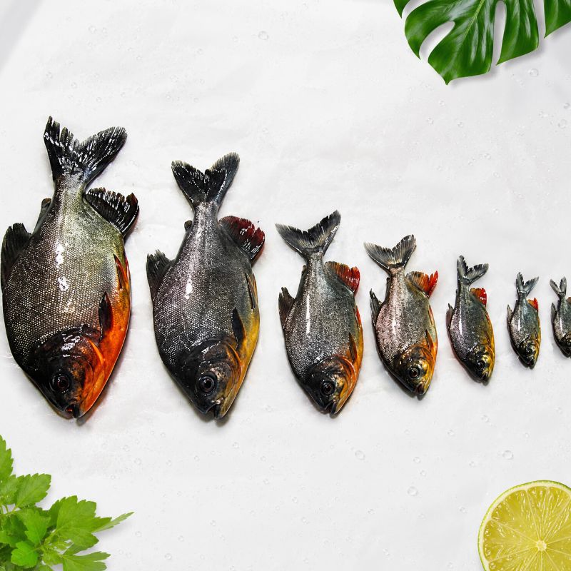 Benih Ikan Bawal Berbagai Ukuran