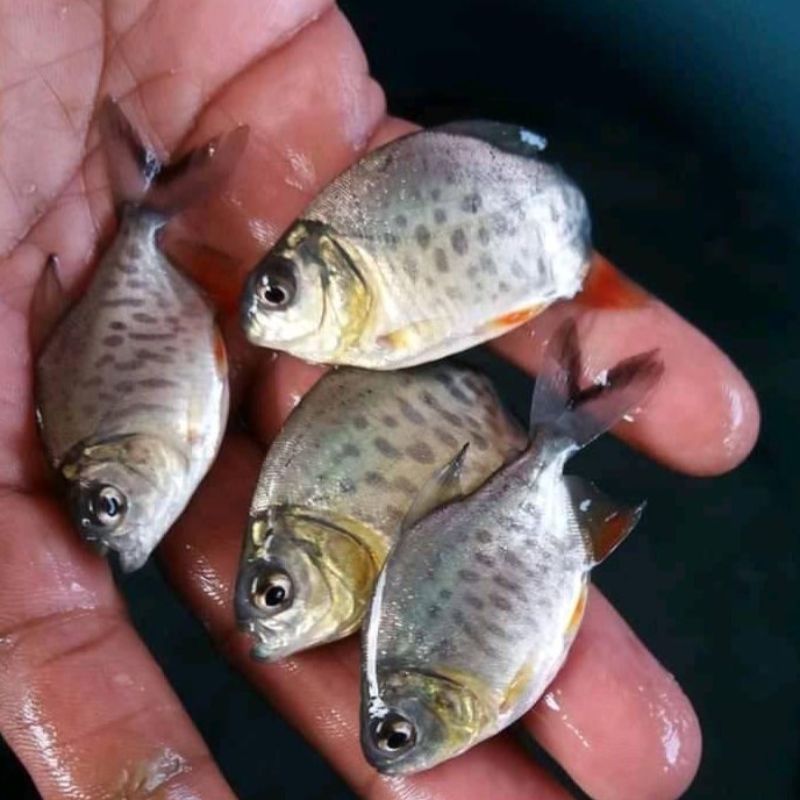 Benih ikan bawal