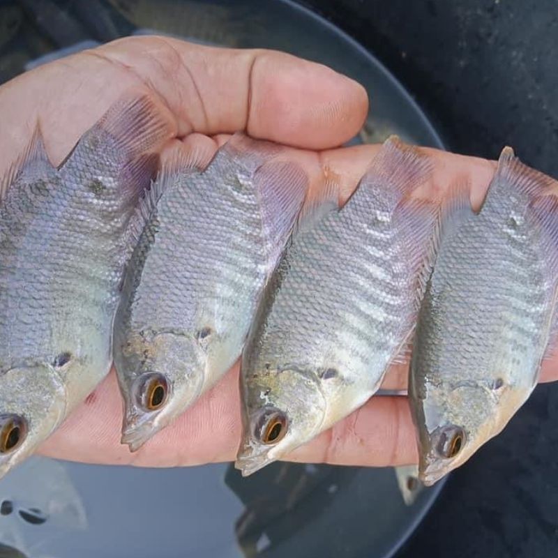 Benih ikan gurame soang