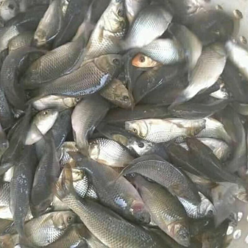 Benih ikan mas majalaya