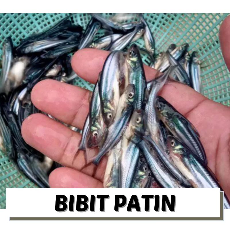 Benih Ikan Patin 3-5 cm 3500