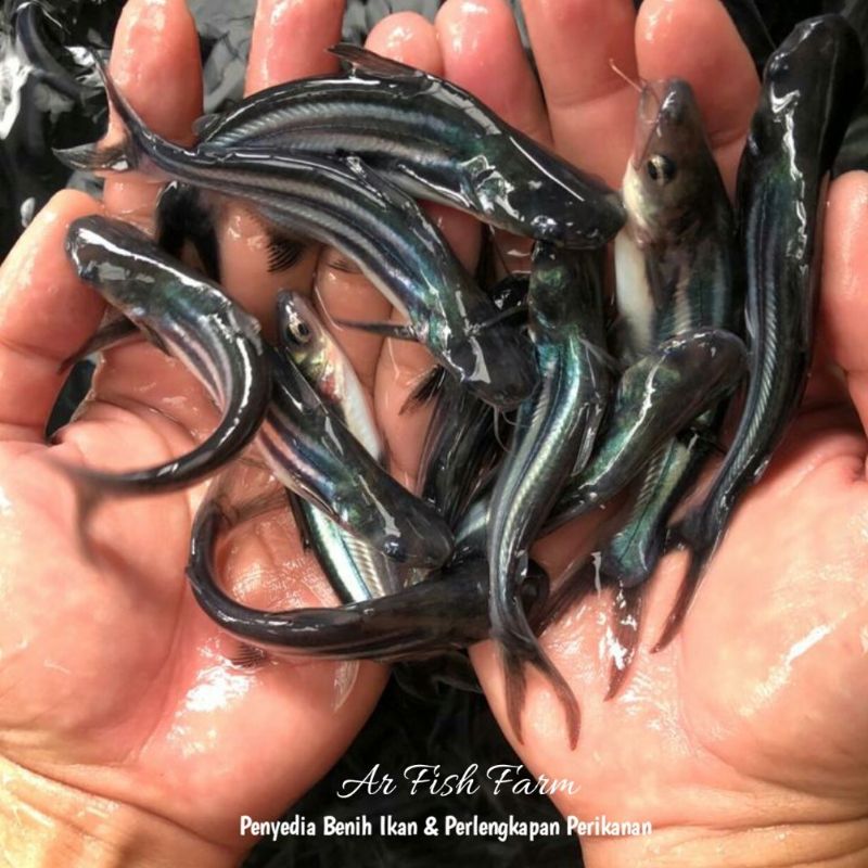 Benih ikan patin pasupati