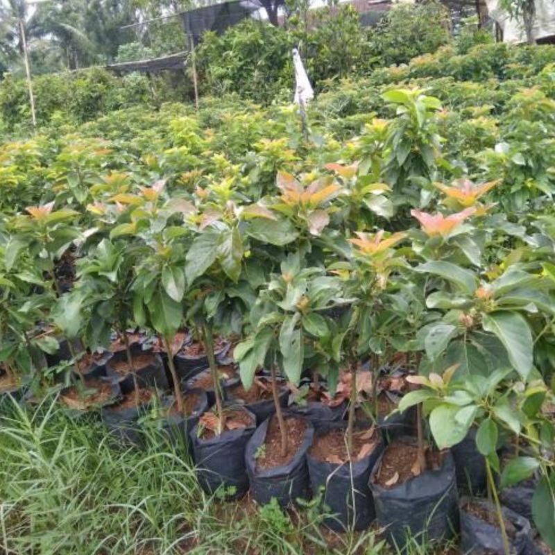 Bibit Alpukat