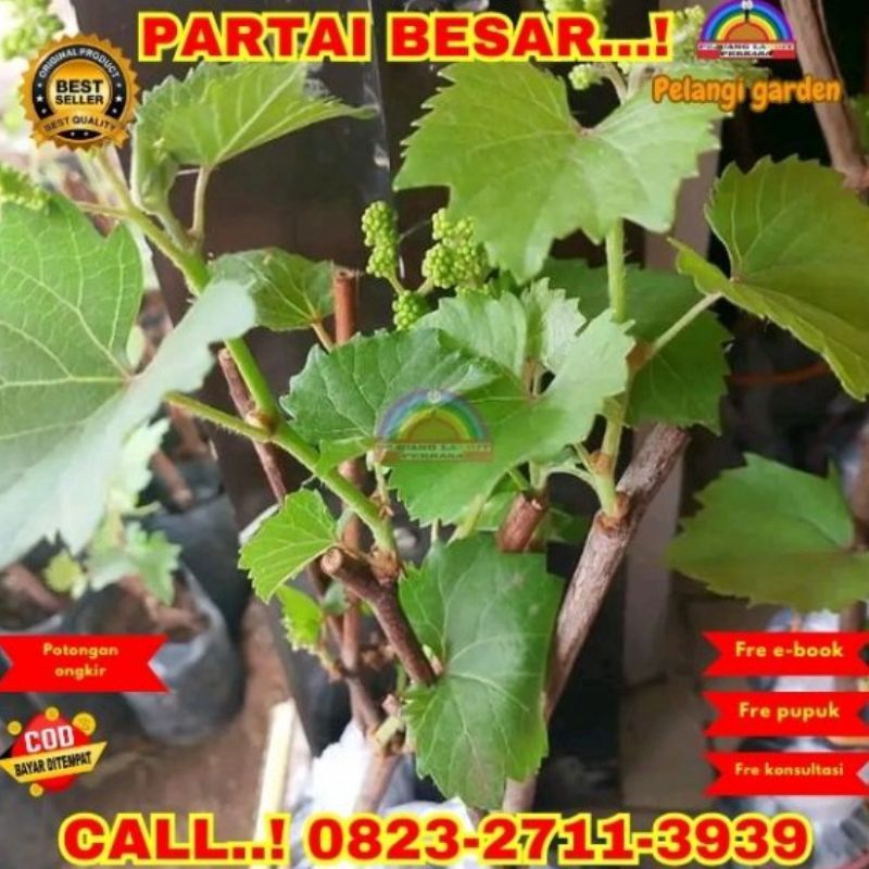 Bibit Anggur