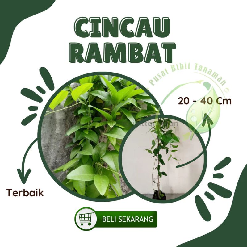 Bibit Cincau Hijau Rambat | Cincau Jelly | Cincau Hijau | Cincau Lancip