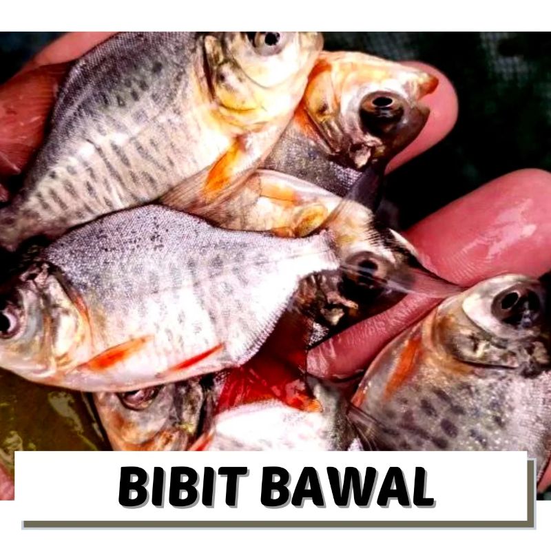 BIBIT IKAN BAWAL AIR TAWAR 7-9cm | 1.500 ekor
