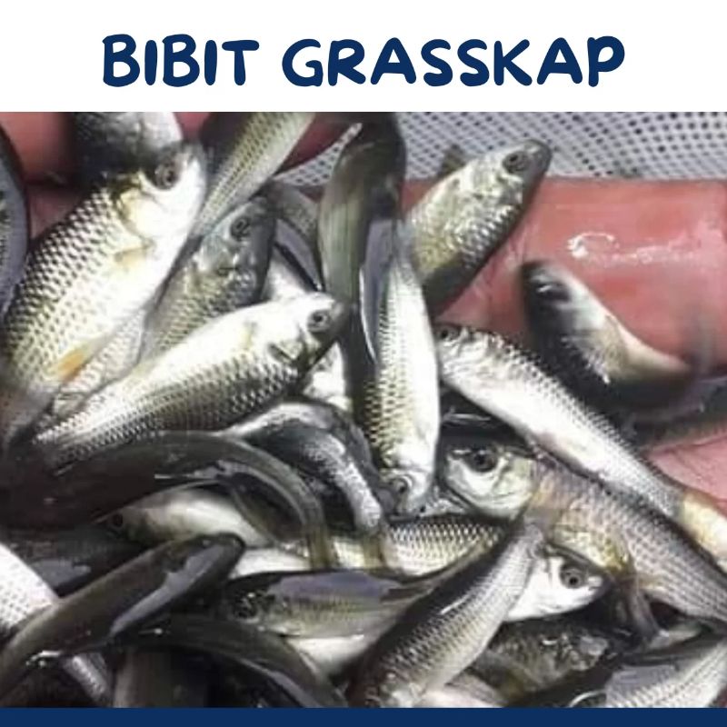bibit ikan grasskap