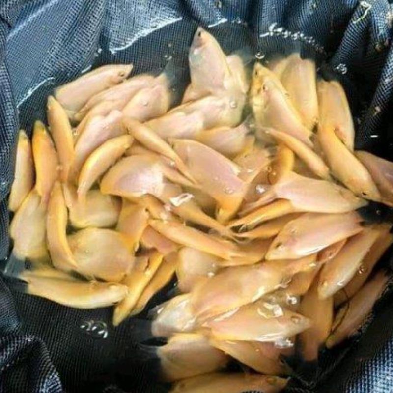 bibit ikan gurame  5–7 cm 3.000 ekor/box