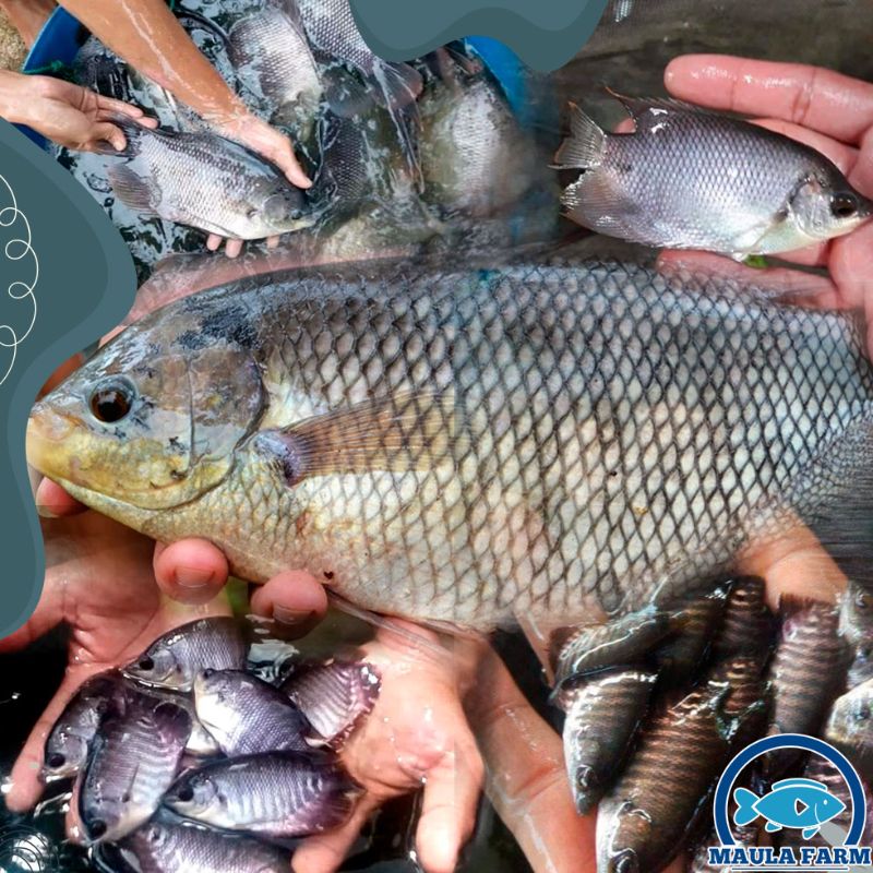 bibit ikan gurame