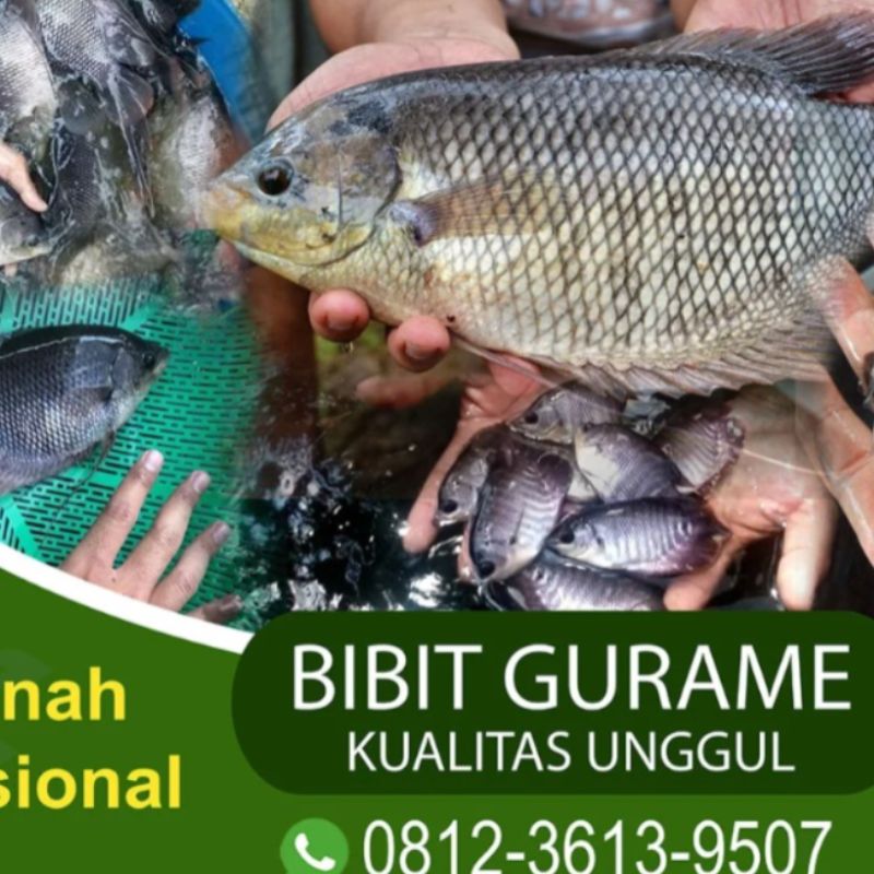 BIBIT IKAN GURAMI