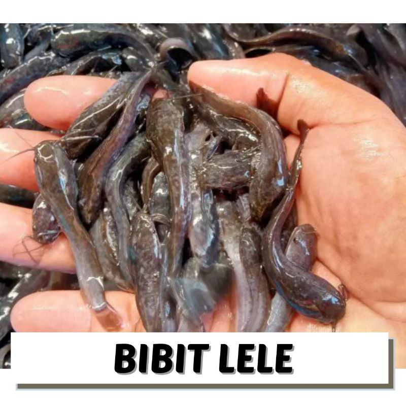 Bibit Ikan Lele