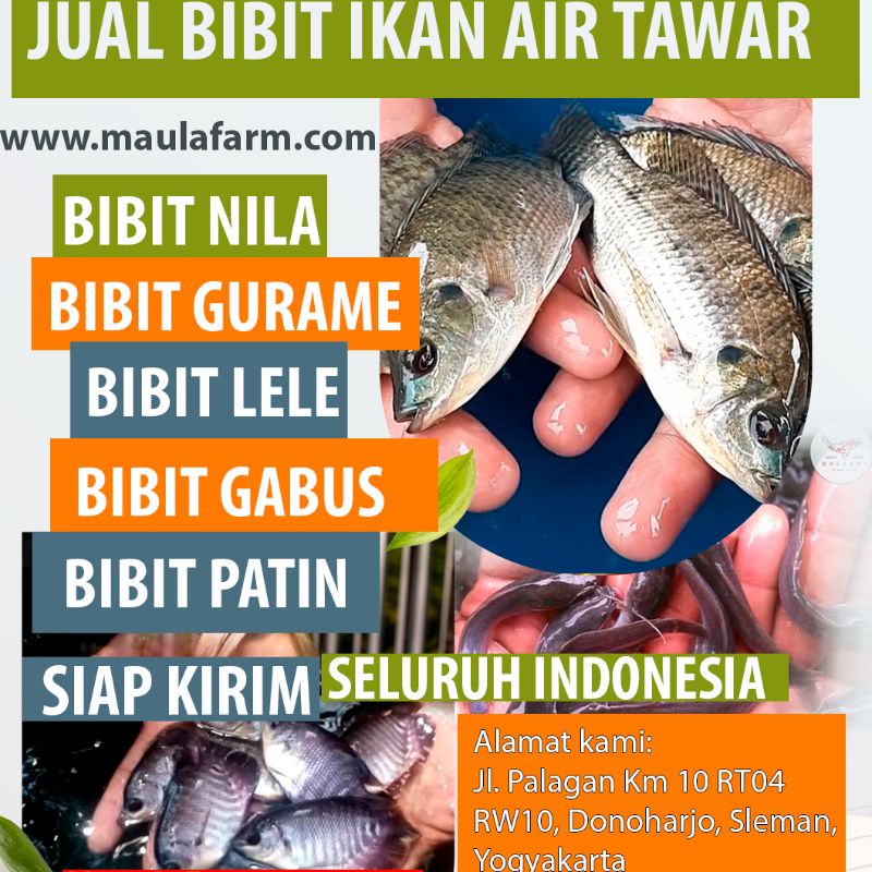 Bibit ikan Nila