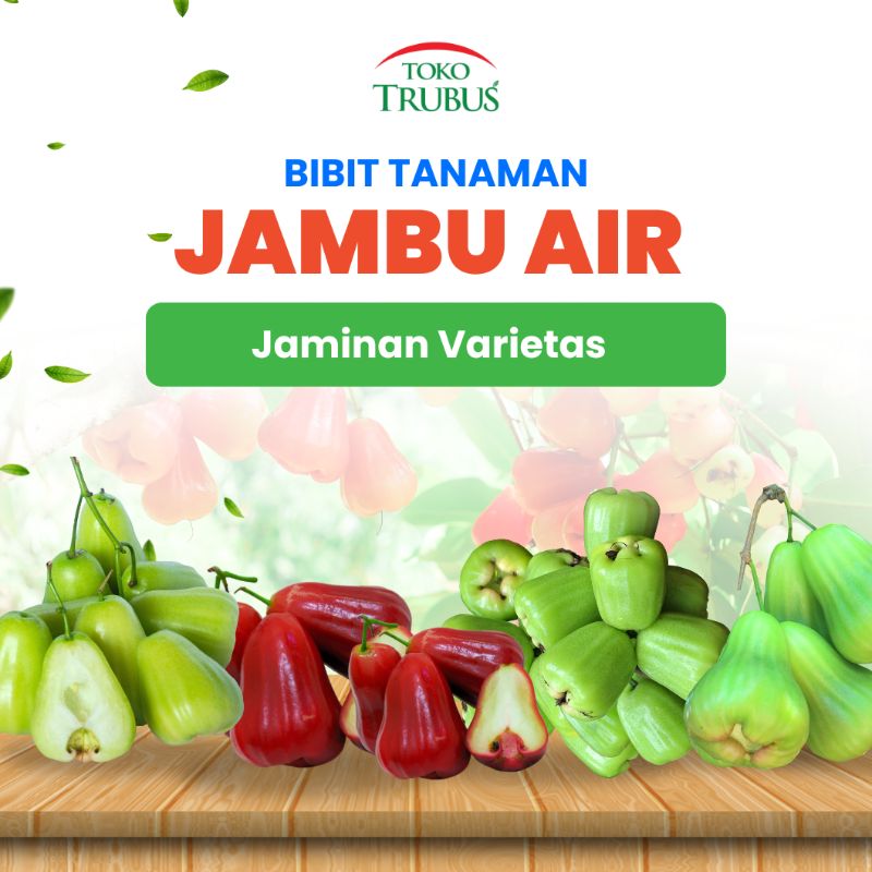 Bibit Jambu Air Madu Deli
