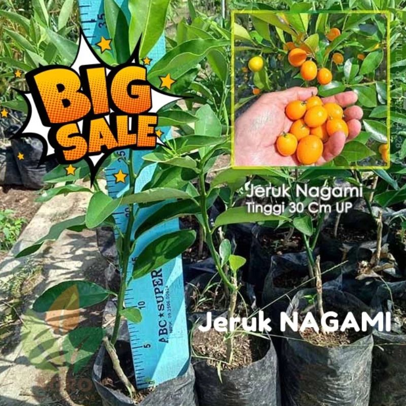 Bibit Jeruk Nagami Rasa Kulit Manis Asli