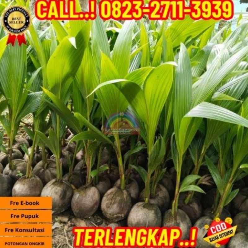 Bibit Kelapa