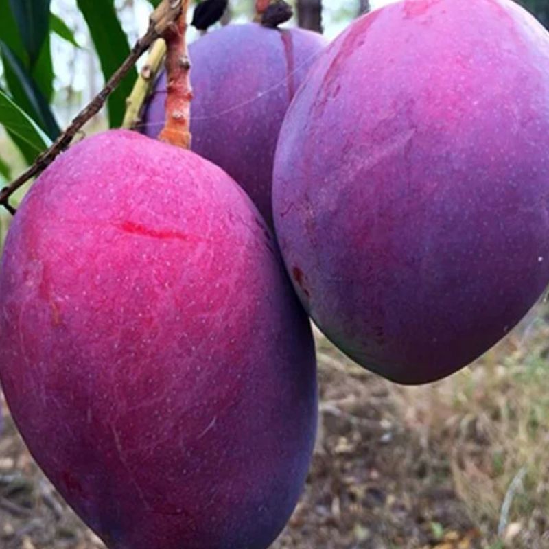 Bibit Mangga Irwin
