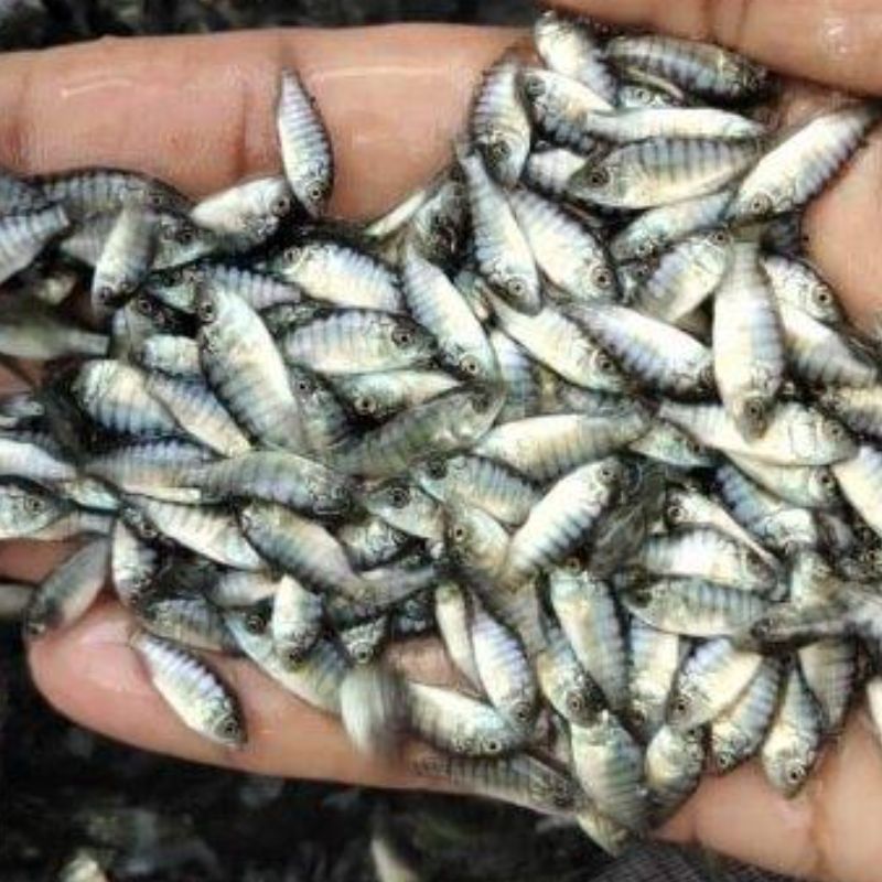 Bibit Nila Unggul 2-3 cm 7.000 ekor/box
