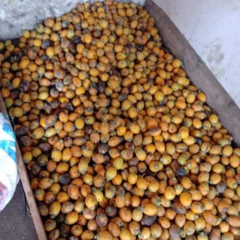 Bibit Pinang Betara