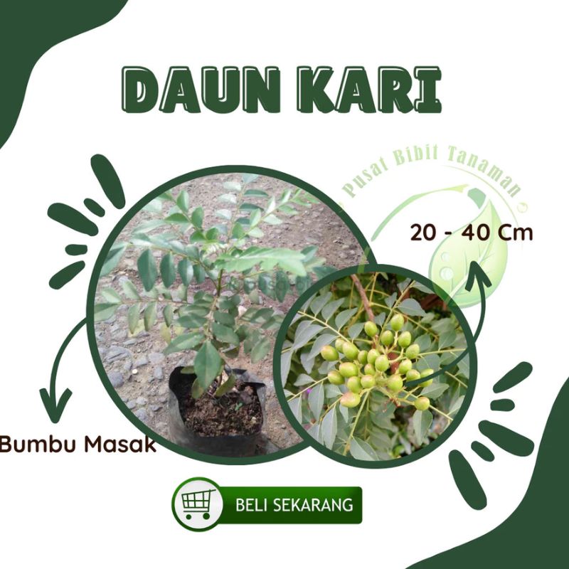 Bibit Salam Koja Daun Kari Untuk Bumbu Masak Sayur Kari