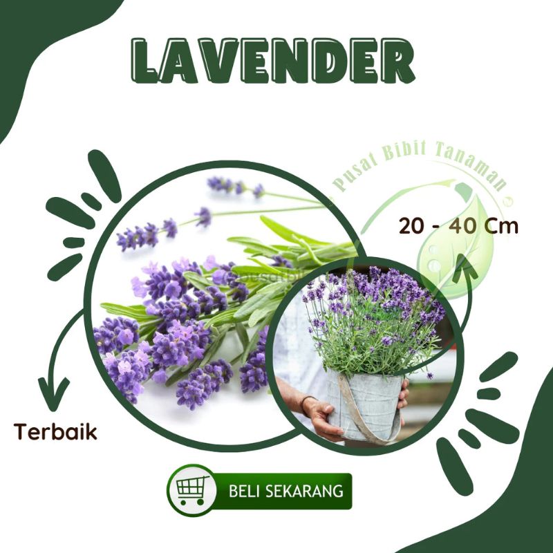 Bibit Tanaman Hias Bunga Lavender Anti Nyamuk