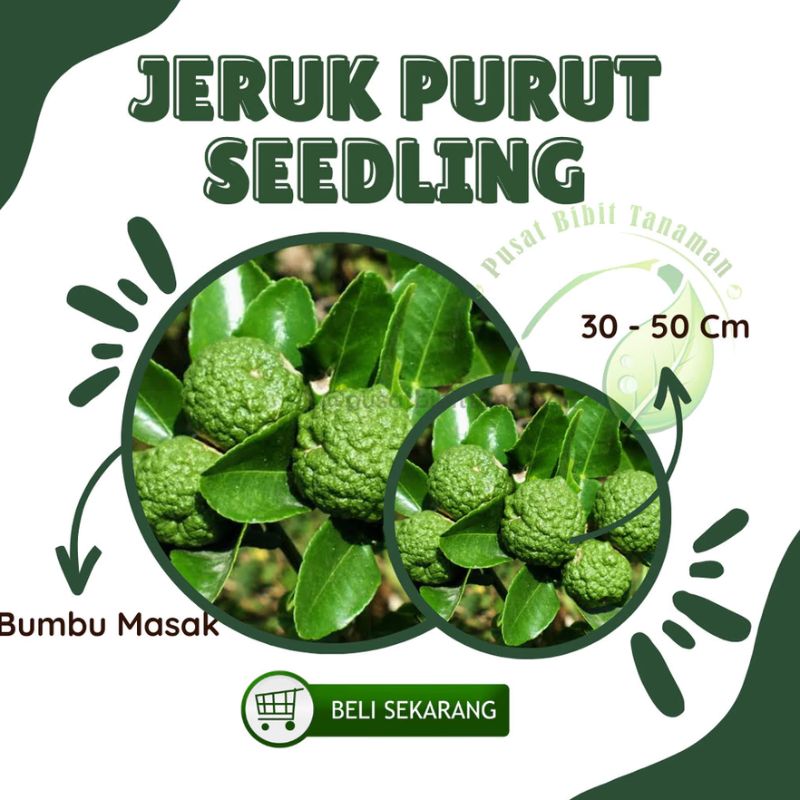 Bibit tanaman jeruk purut bumbu masak daun angka 8 super wangi