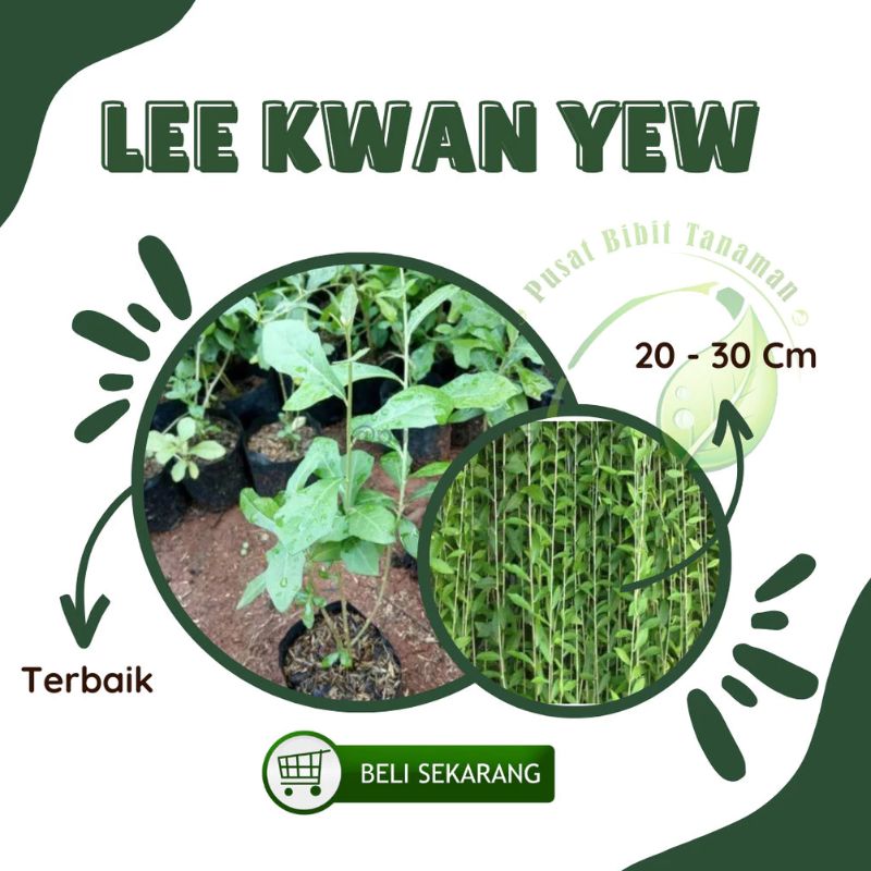 Bibit Tanaman Lee Kwan Yew