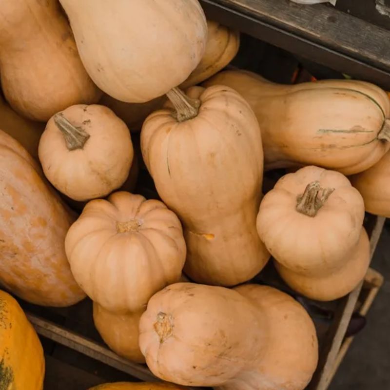 Buah Butternut Exotic – Manis, Gurih, dan Kaya Nutrisi