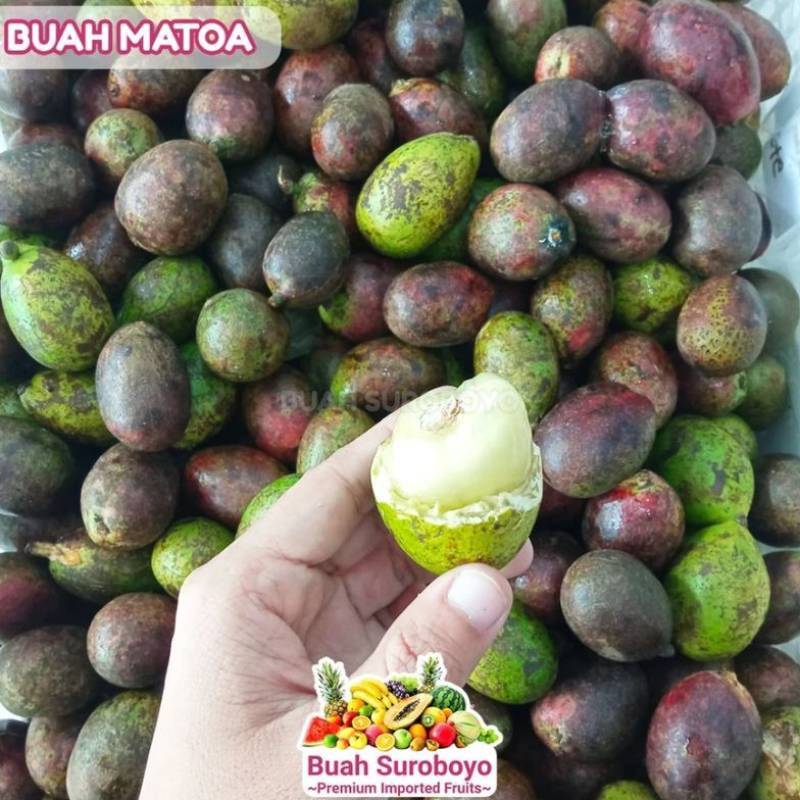 Buah Matoa dari Papua