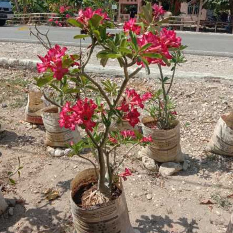 Bunga Prisel