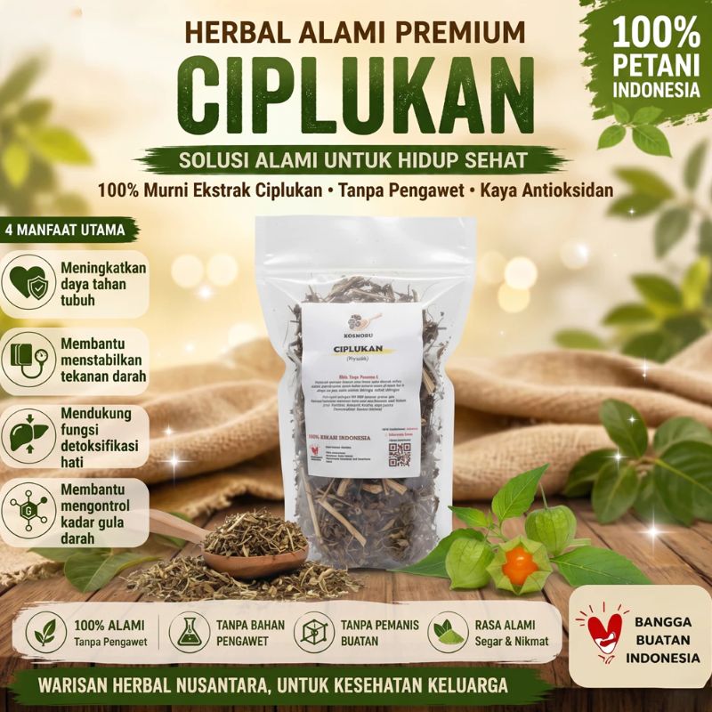 Ciplukan kering 50 Gram Daun Batang Buah Kering cecenet herbal alami