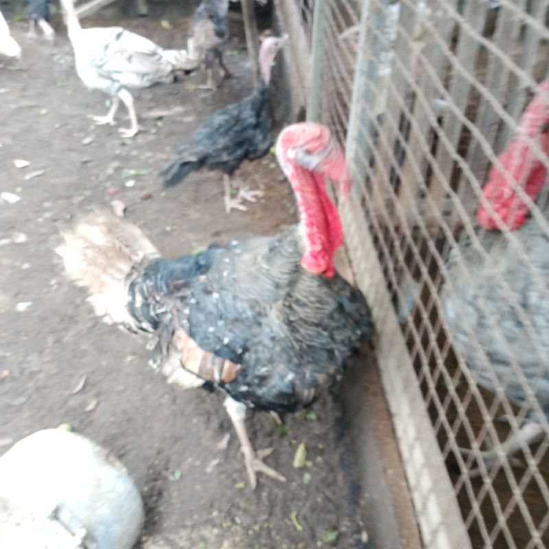 Daging Kalkun