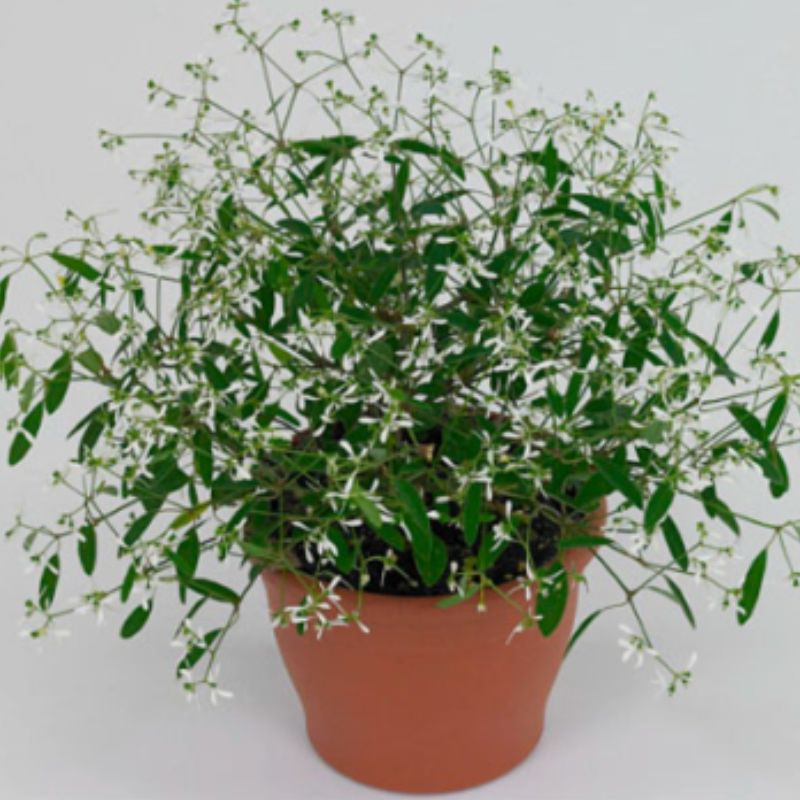 Euphorbia hypericifolia Silverfox