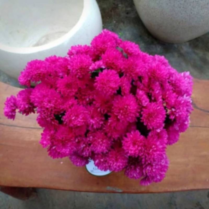 Kokedama krisan bunga ungu