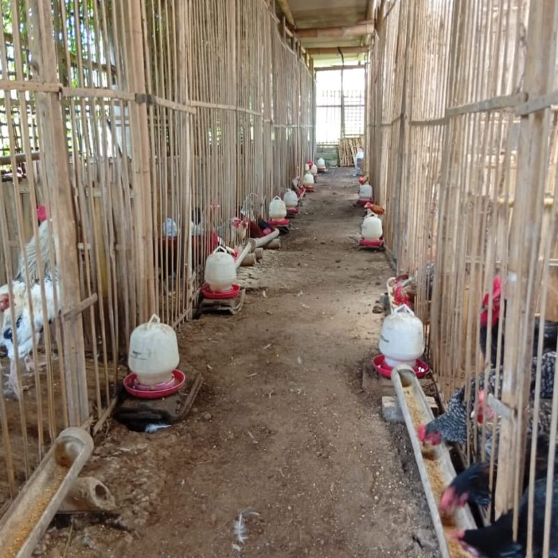 Ayam KST ( Kampung Sedulur Ternak )